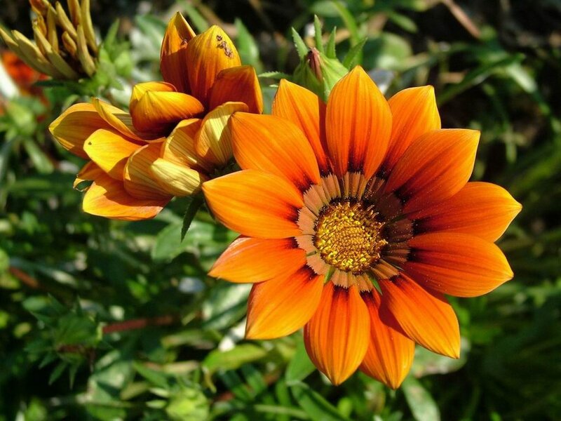 Orange Gazania Flower — Vibrant, Afternoon, Photograph