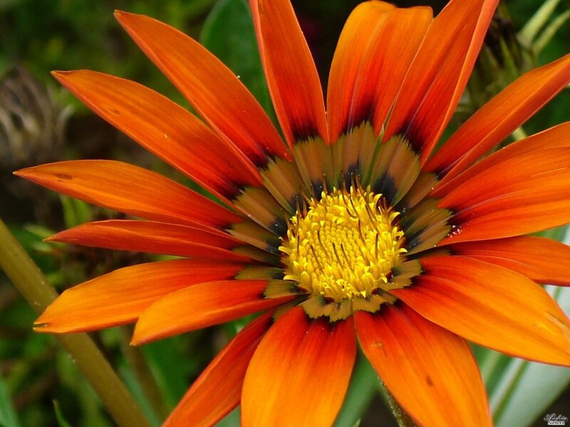 Orange Gazania Flower — Vibrant, Afternoon