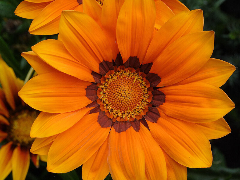 Orange Gazania Flower — Vibrant