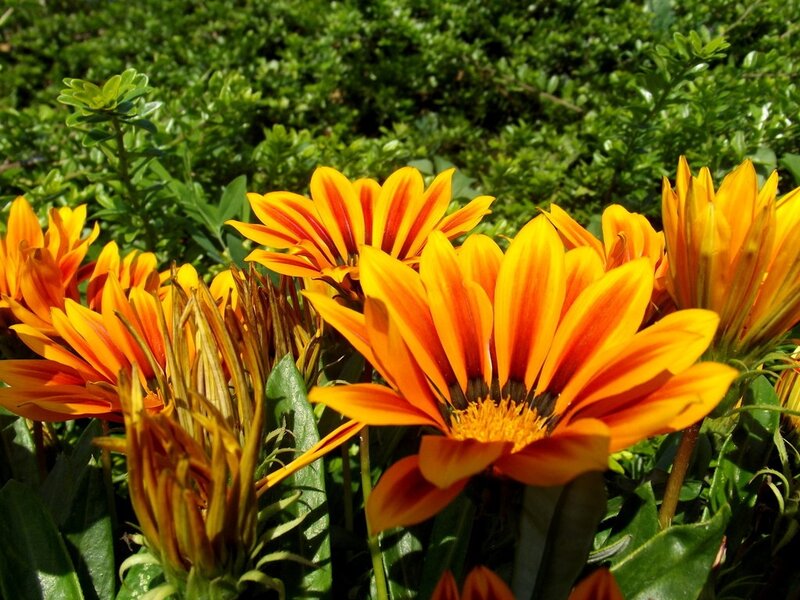 Orange Gazania Flowers — Bright