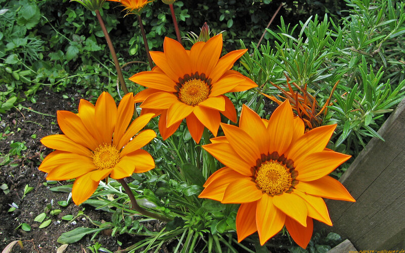 Orange Gazania Flowers in Garden