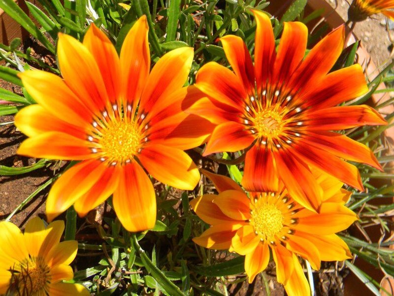 Orange Gazania Flowers — Vibrant, Afternoon