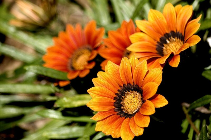 Orange Gazania Flowers — Vibrant