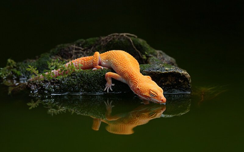 Orange Gecko Drinking Water — Serene