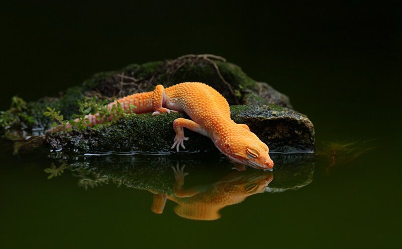 Orange gecko drinking water