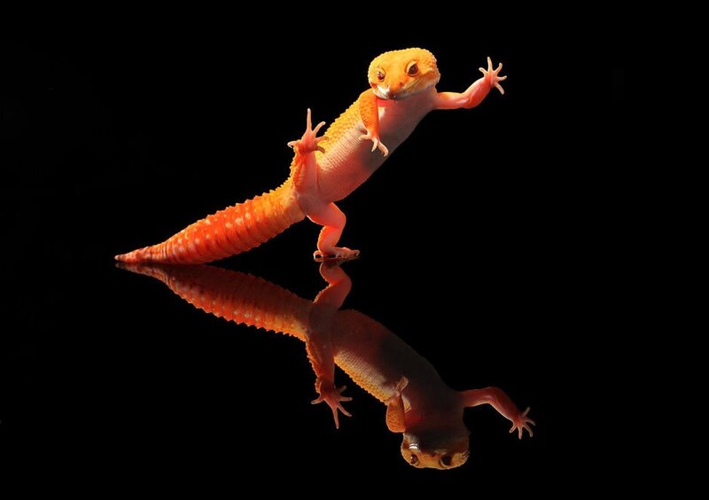 Orange Gecko on Black — Dramatic, Photograph