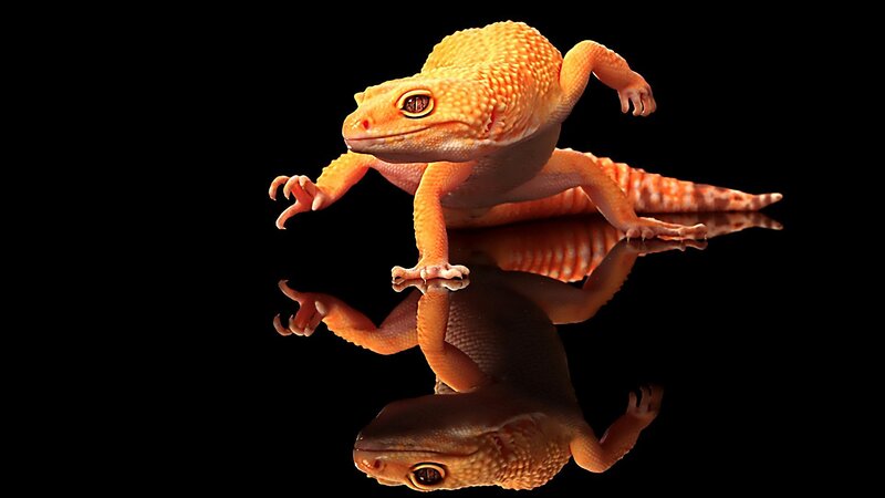Orange Gecko on Black — Dramatic