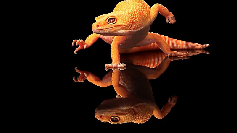 Orange Gecko on Black