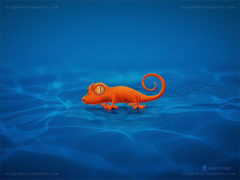 orange gecko underwater