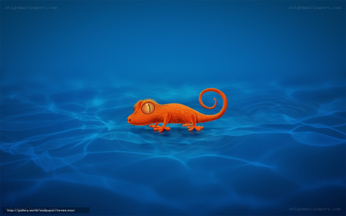 orange gecko underwater