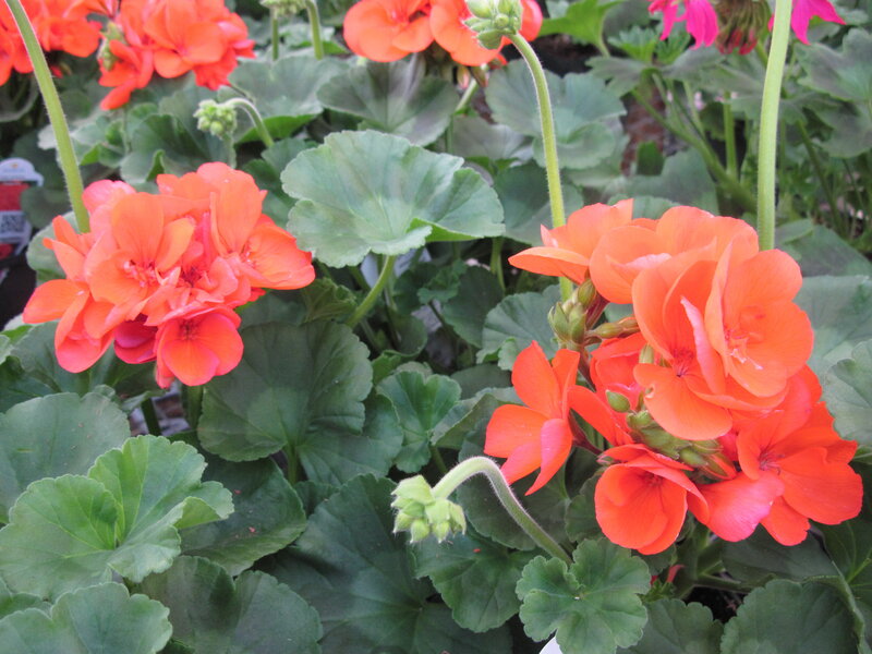 Orange Geranium Flowers — Calm