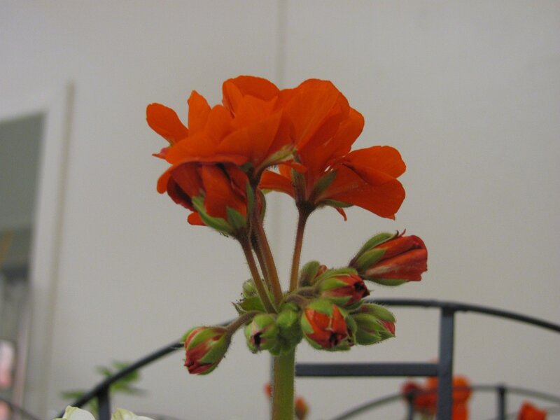 Orange geranium flowers in bloom