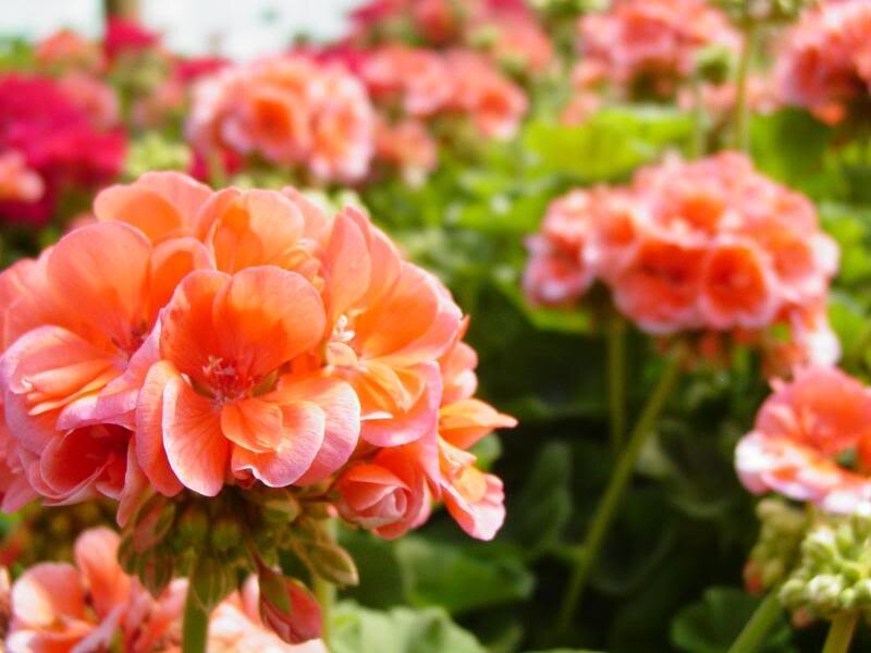 Orange Geranium Flowers