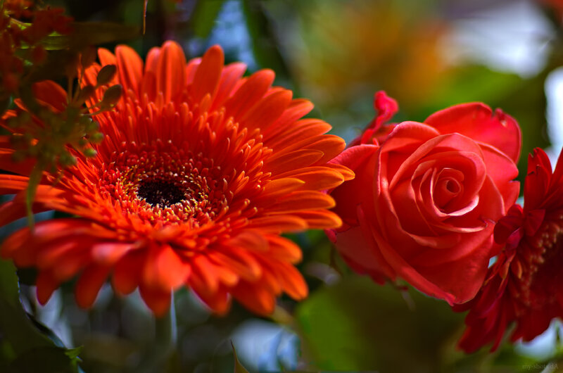 Orange Gerbera and Red Rose