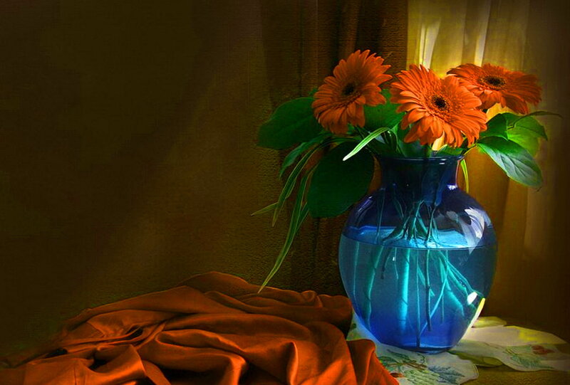 Orange Gerbera Daisies — Blue, Dramatic