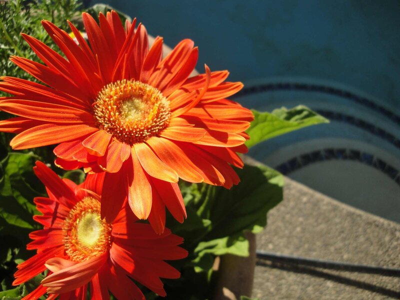 Orange Gerbera Daisies — Bright, Afternoon, Photograph