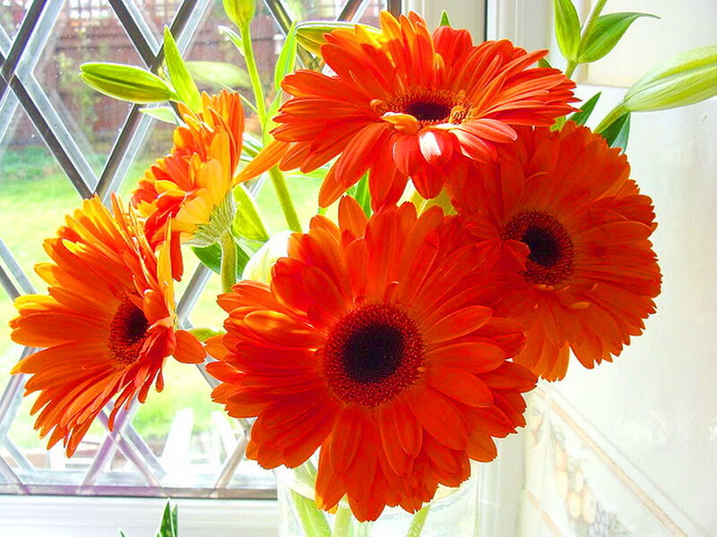 Orange Gerbera Daisies — Bright, Afternoon