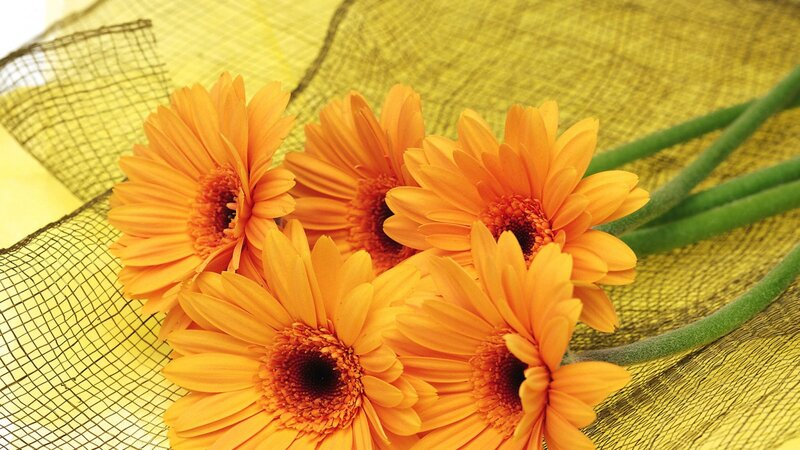 Orange Gerbera Daisies — Bright, Photograph