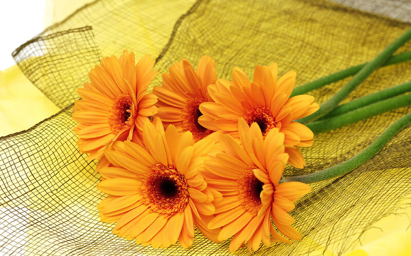 Orange Gerbera Daisies — Bright
