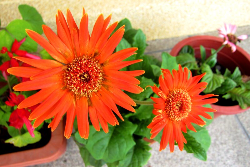 Orange Gerbera Daisies — Calm, Afternoon, Photograph