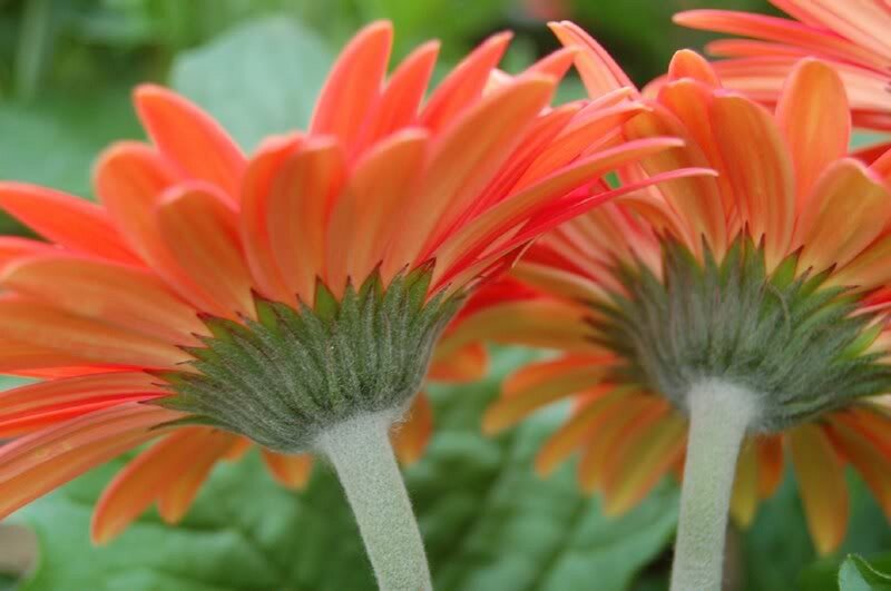 Orange Gerbera Daisies — Calm, Afternoon