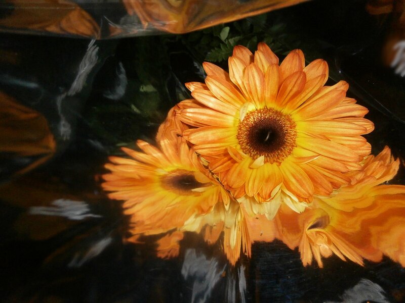 Orange Gerbera Daisies — Calm, Photograph, Flowers, Plastic Wrap