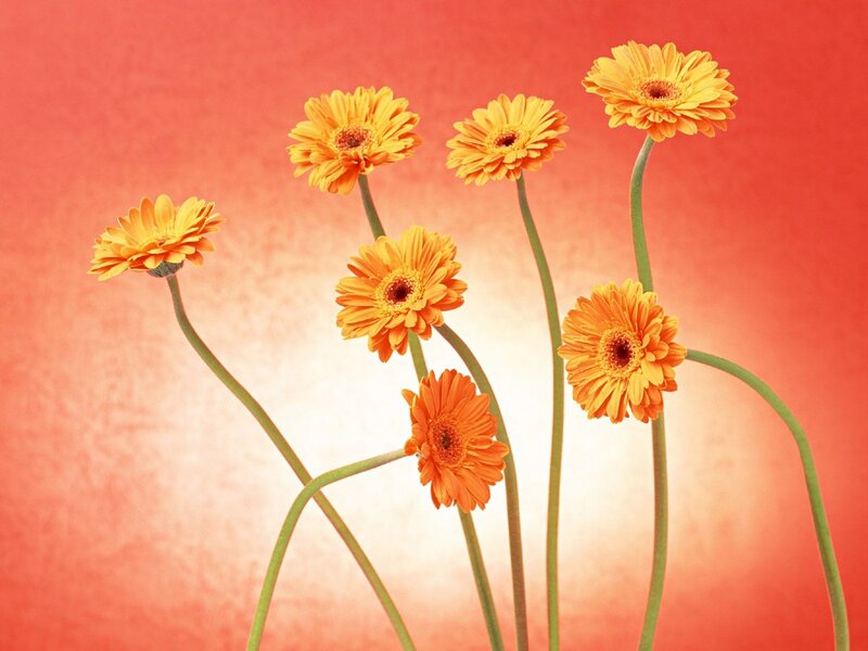 Orange Gerbera Daisies — Calm, Photograph, Flowers
