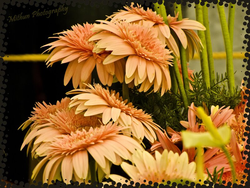 Orange Gerbera Daisies — Calm, Photograph, Green Stems
