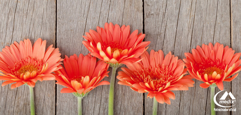 Orange Gerbera Daisies — Calm, Photograph, Wooden Surface