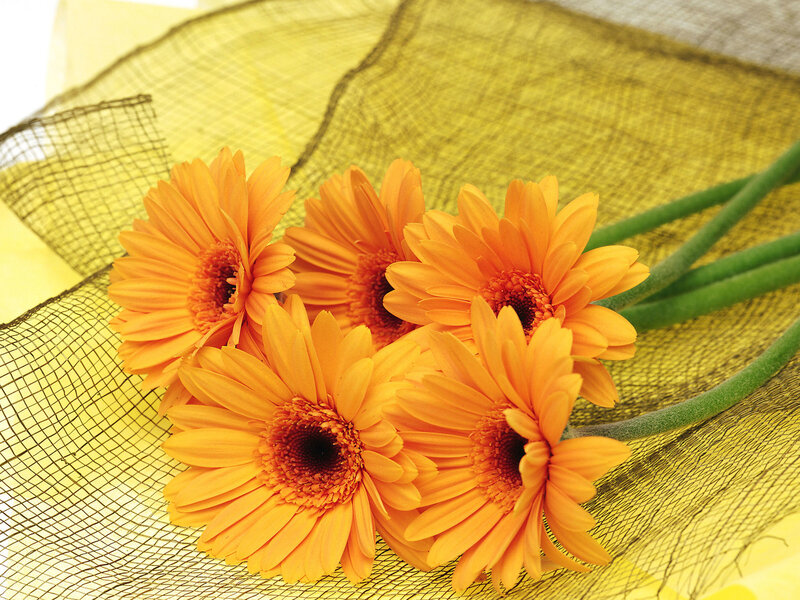 Orange Gerbera Daisies — Calm