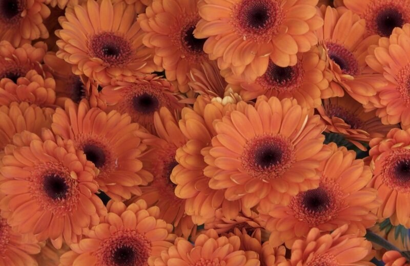 Orange gerbera daisies close-up