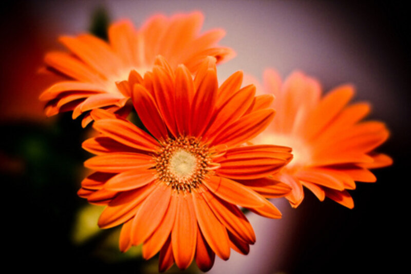 Orange Gerbera Daisies — Dramatic, Photograph, Flowers, Petals
