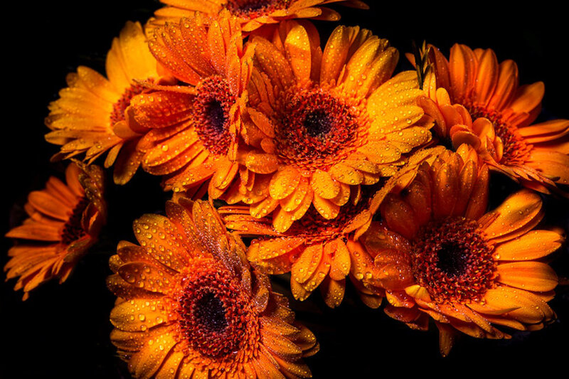 Orange Gerbera Daisies — Dramatic, Photograph, Flowers