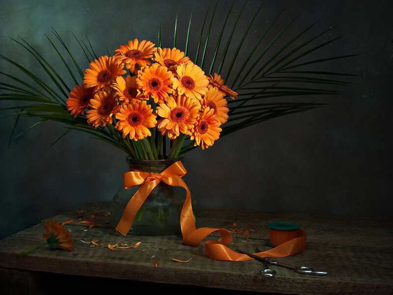 Orange Gerbera Daisies — Dramatic, Photograph