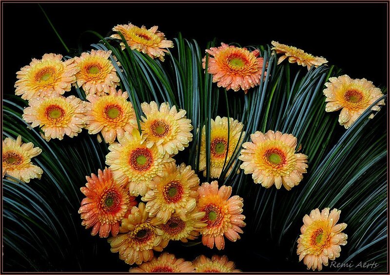 Orange Gerbera Daisies — Dramatic