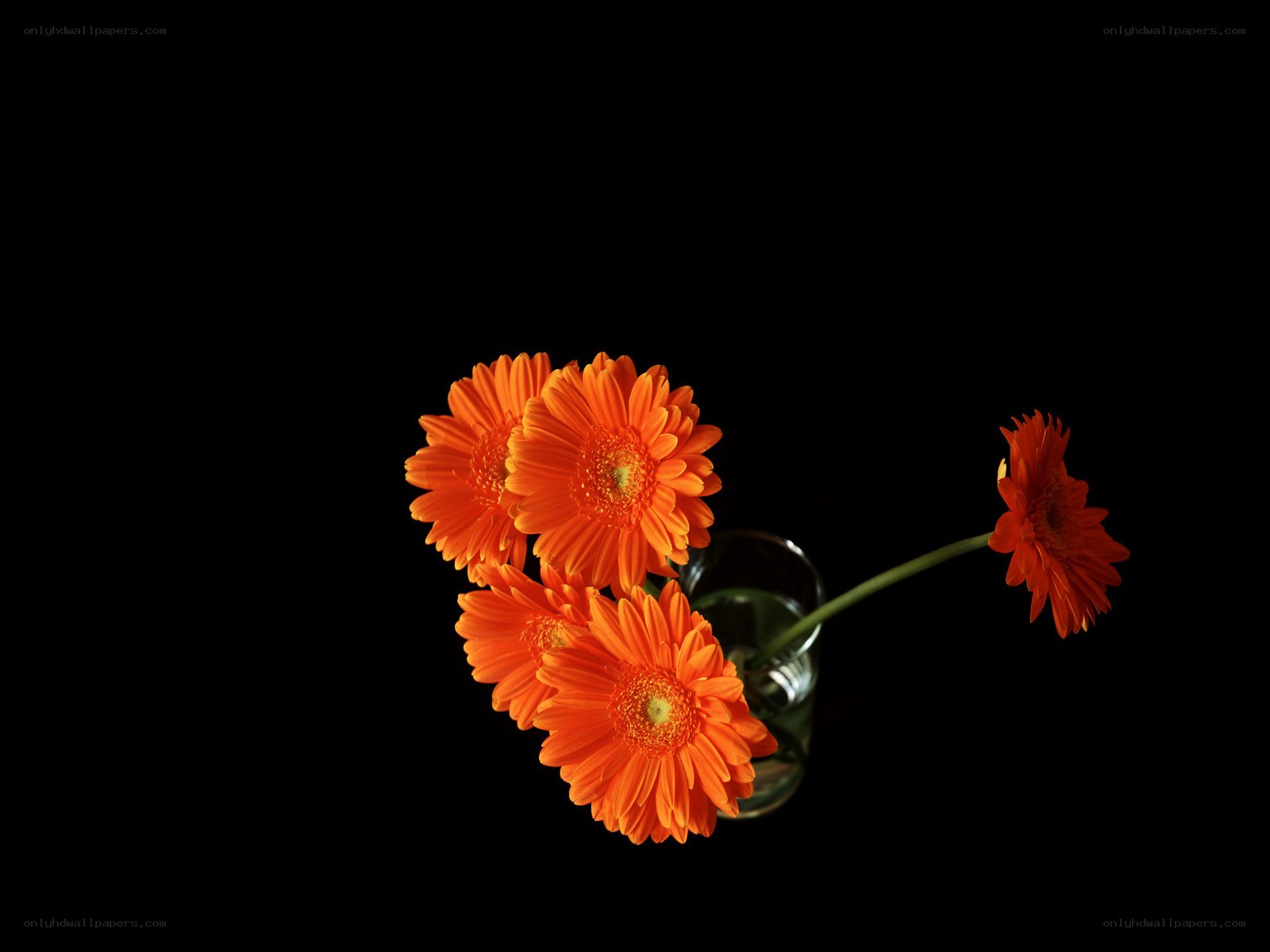 orange gerbera daisies in a vase