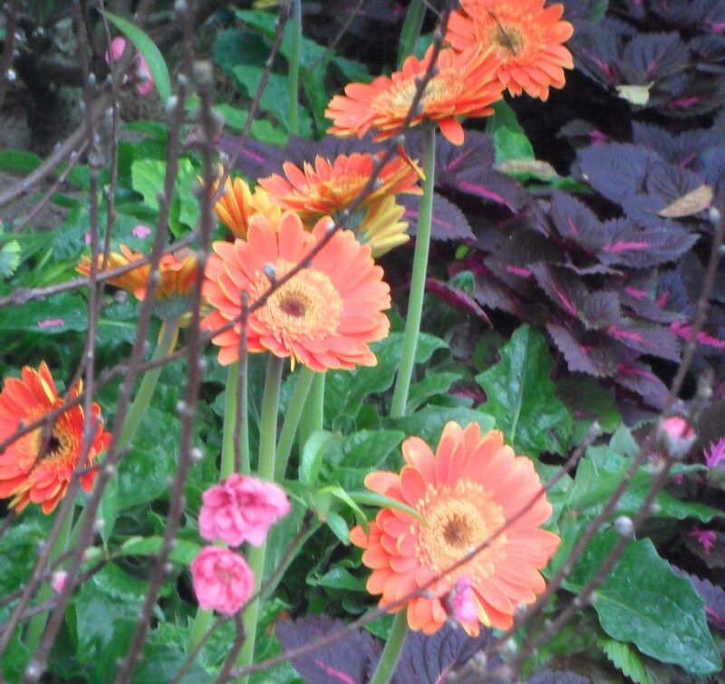 Orange Gerbera Daisies — Natural