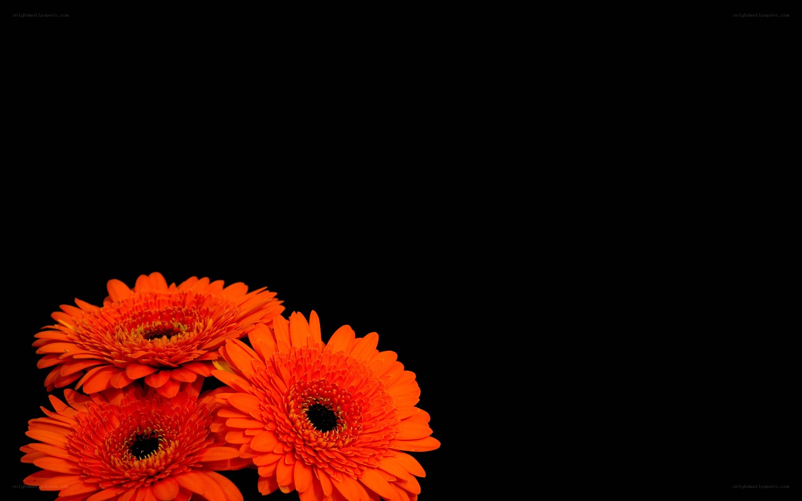 orange gerbera daisies on black