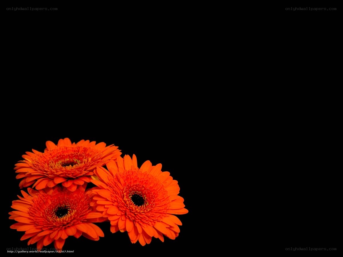 Orange gerbera daisies on black