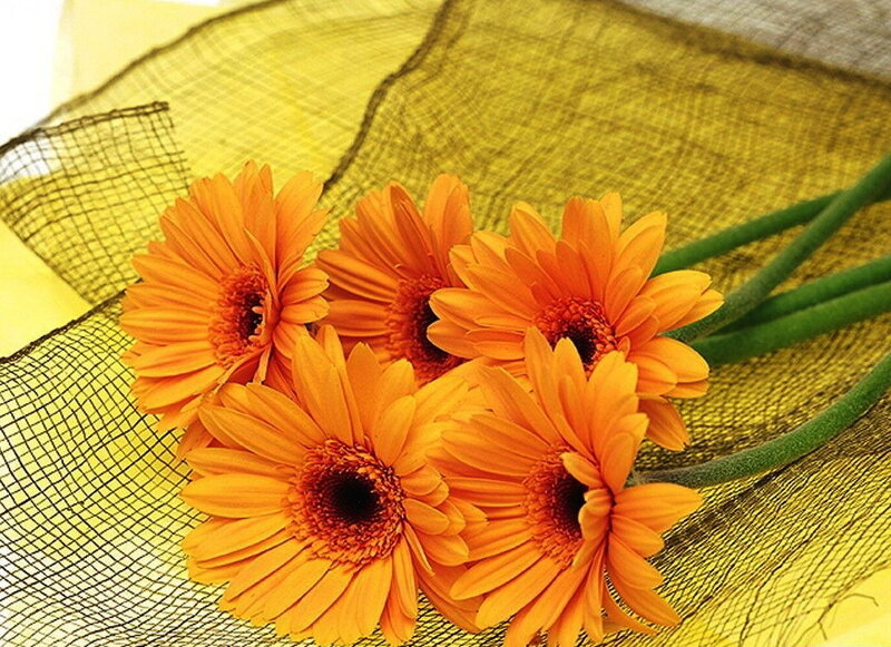 orange gerbera daisies on yellow mesh