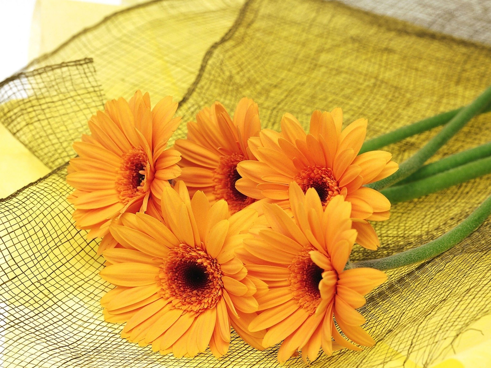 Orange gerbera daisies on yellow mesh