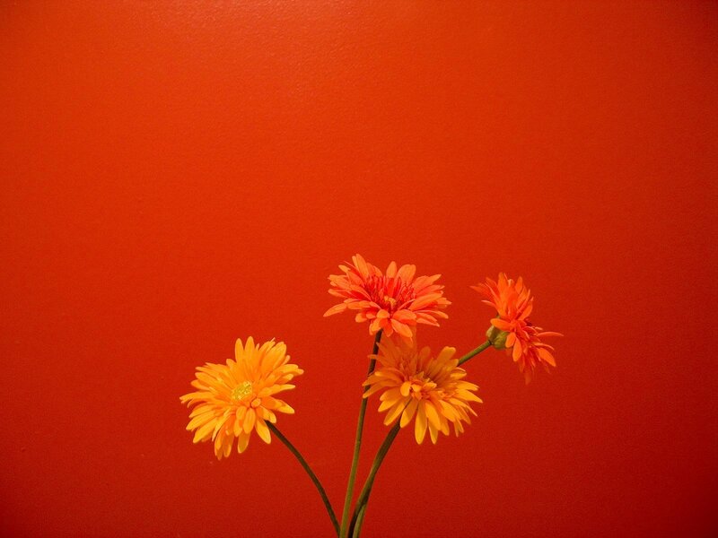 Orange Gerbera Daisies — Red, Minimalist