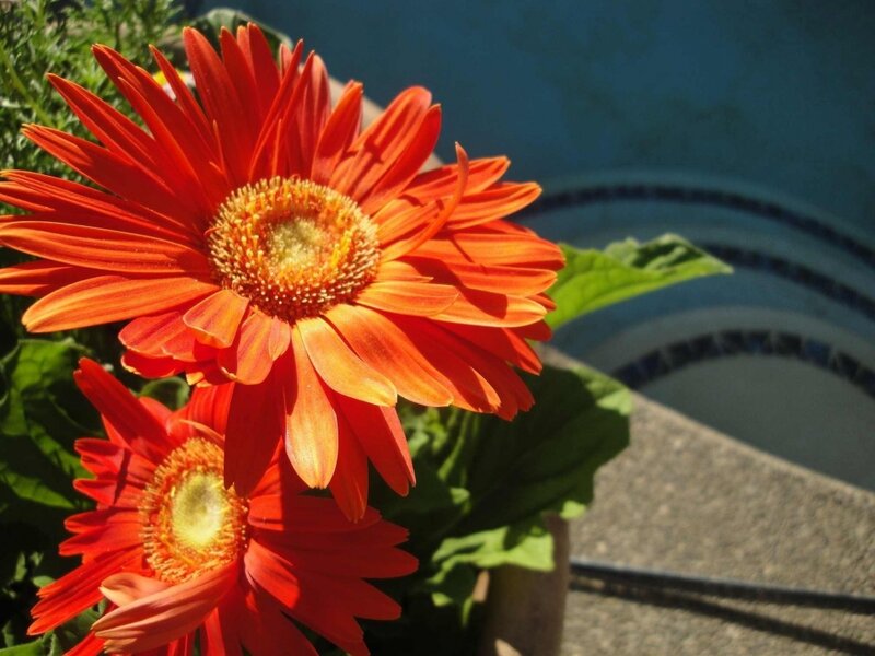 Orange Gerbera Daisies — Red