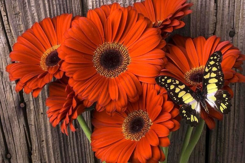 Orange Gerbera Daisies — Red, Vibrant