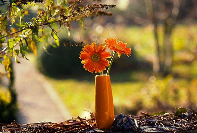 Orange Gerbera Daisies — Serene