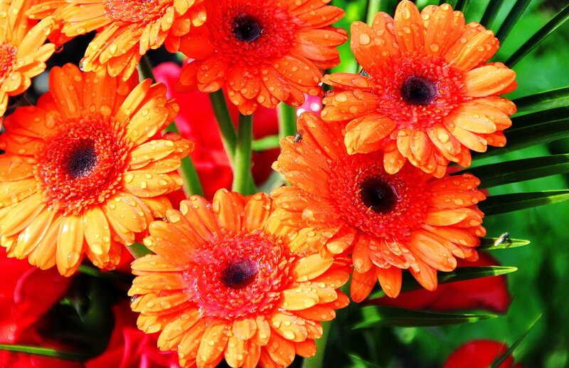 Orange Gerbera Daisies — Vibrant, Afternoon
