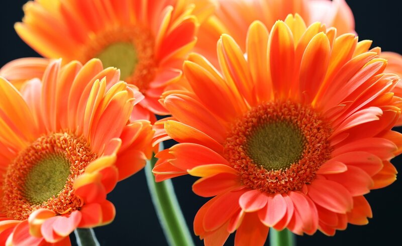 Orange Gerbera Daisies — Vibrant, Photograph, Flowers, Stems