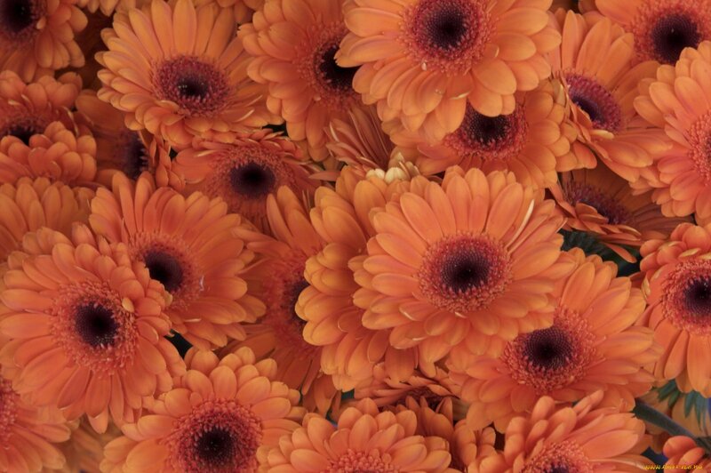 Orange Gerbera Daisies — Vibrant, Photograph, Flowers
