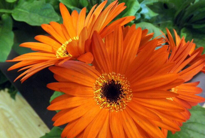 Orange Gerbera Daisies — Vibrant, Photograph, Green Leaves
