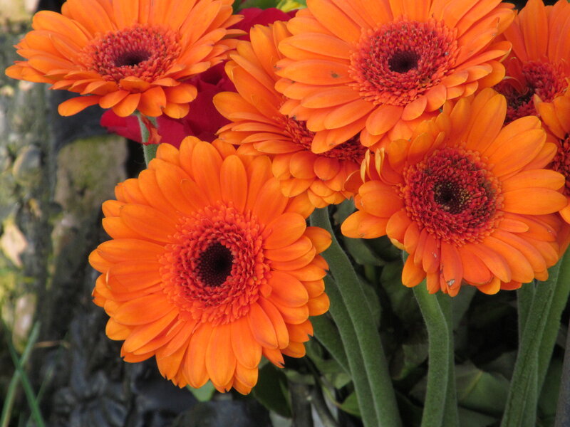 Orange Gerbera Daisies — Vibrant, Photograph, Green Stems